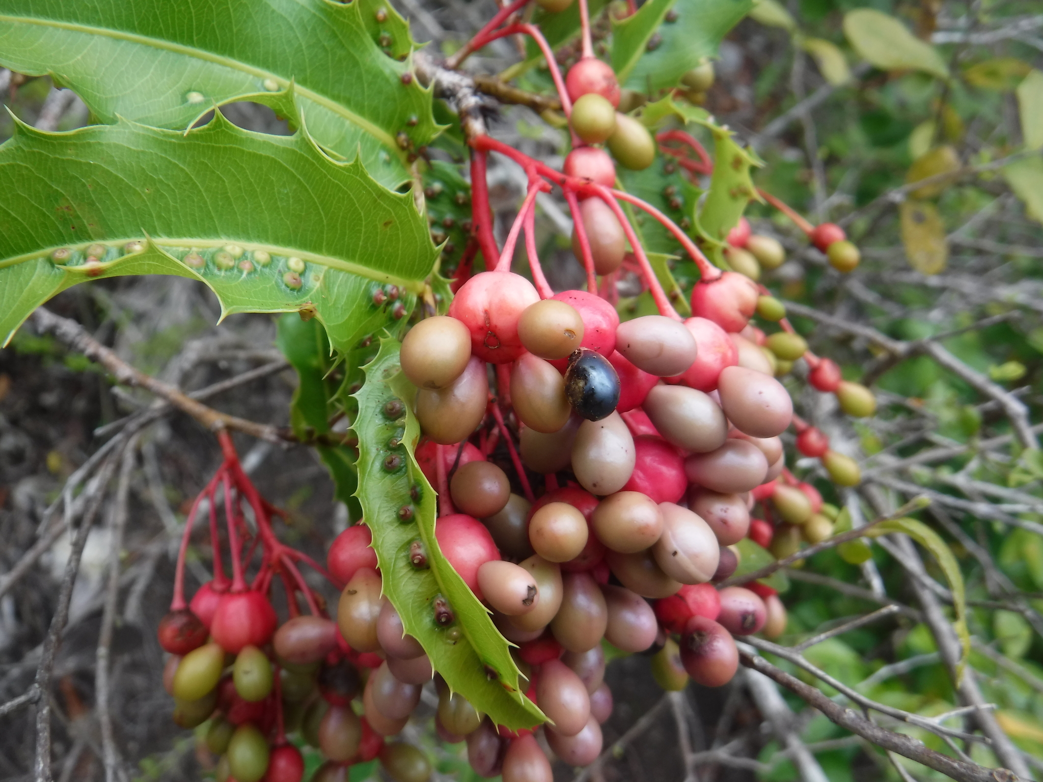 Ouratea ilicifolia