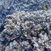 Plate & Pillar Coral - Photo (c) Donald Davesne, some rights reserved (CC BY), uploaded by Donald Davesne