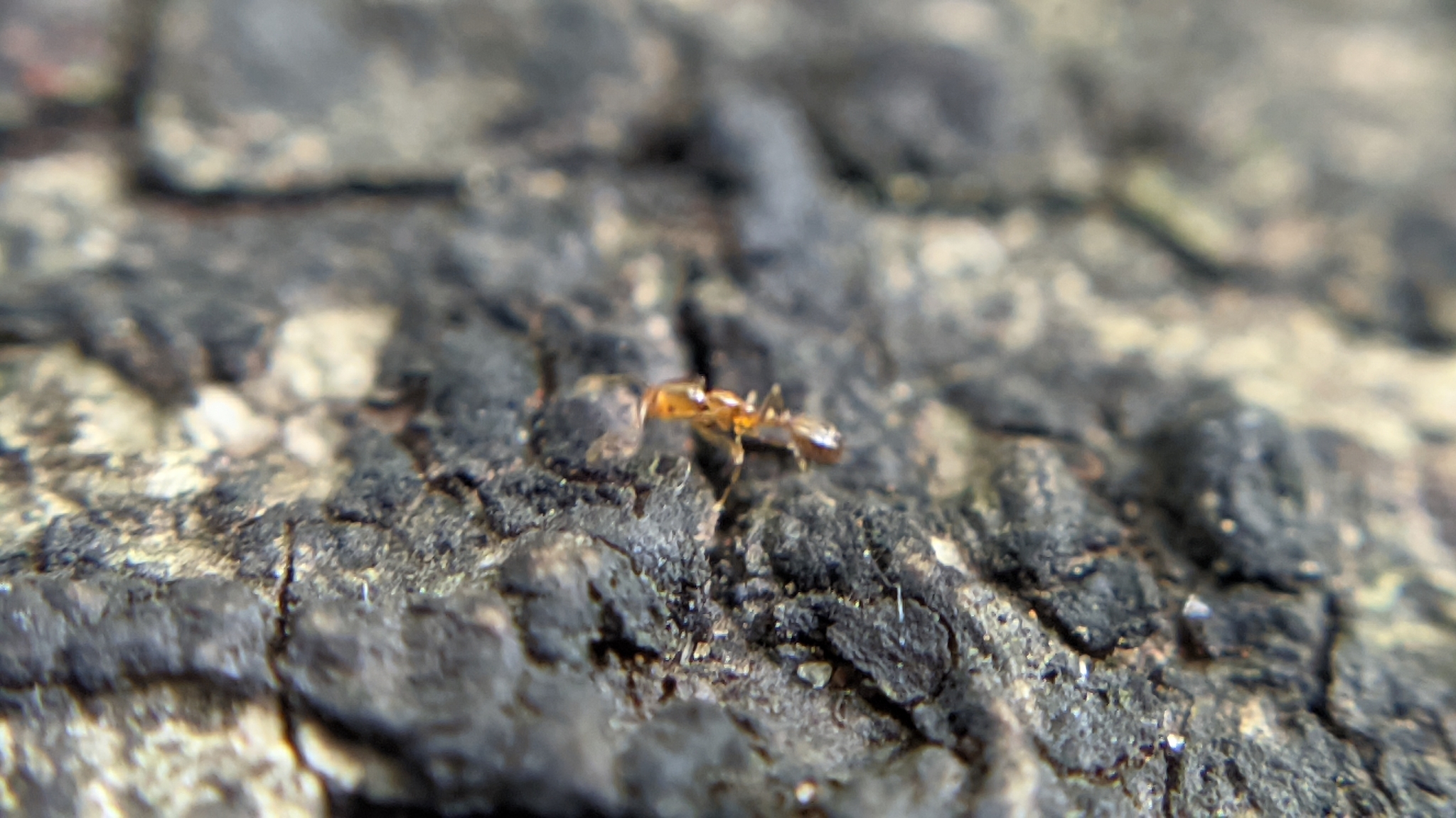 Monomorium luisae