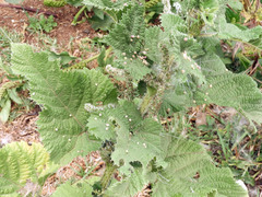 Urtica massaica