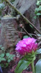 Elleanthus capitatus