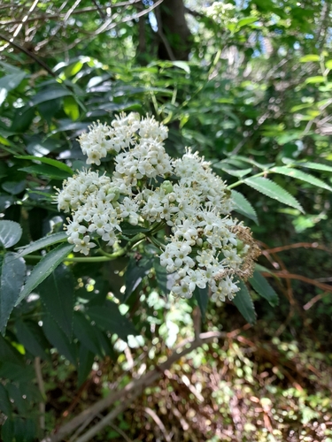 Image of Sambucus australis by no rights reserved