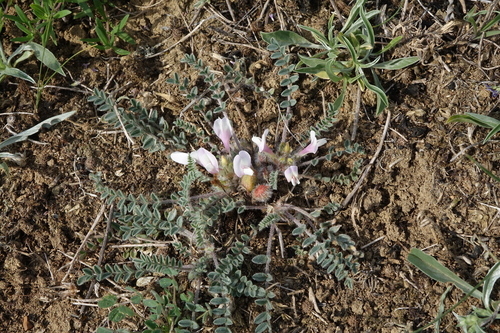 Astragalus barnassari