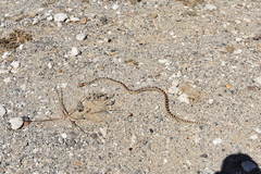 Pituophis vertebralis