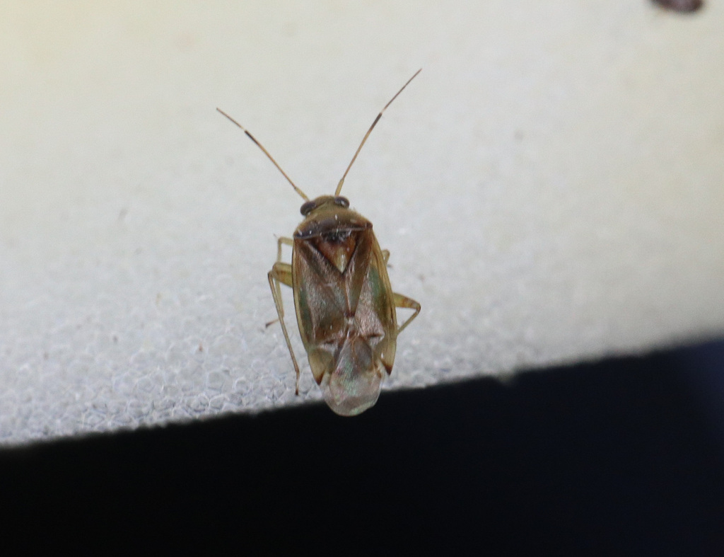 Pinalitus Cervinus From Tellervonkatu, Jyväskylä, Suomi On August 12 