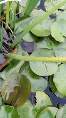 Agriocnemis femina oryzae