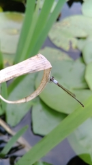 Agriocnemis femina oryzae