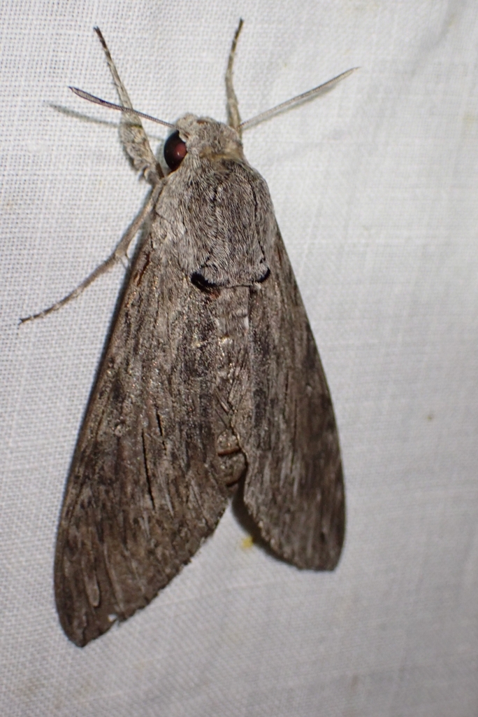 Convolvulus Hawkmoth From Roses Girona Espa A On October