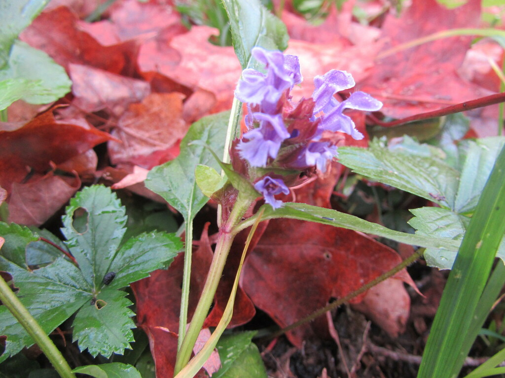 common selfheal from Danby, VT, USA on October 17, 2023 at 0836 AM by