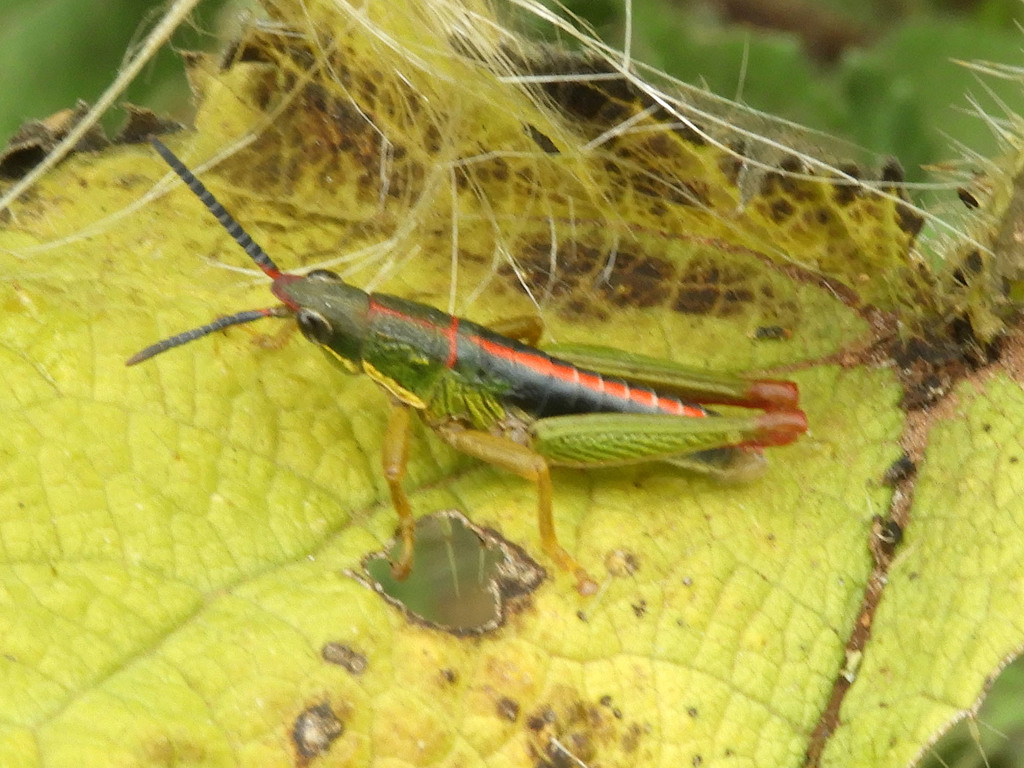 Parasphena kaburu