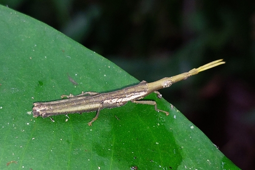 Gaudy Grasshopper