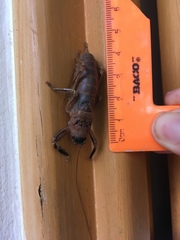 Nesoecia nigrispina