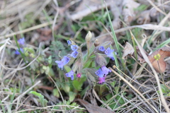 Pulmonaria angustifolia