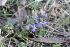 Pulmonaria angustifolia
