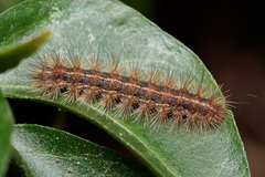 Canararctia rufescens