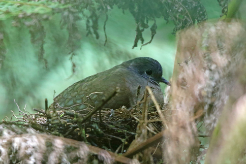 Bronze Ground Dove (Pampusana beccarii), photo 7