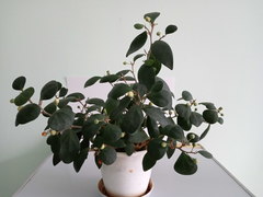 Ficus deltoidea