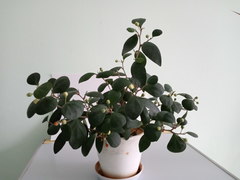Ficus deltoidea