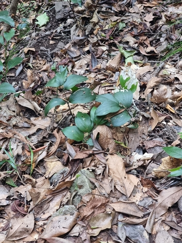 Image of Ruscus streptophyllus by (c) Vítor Jorge, some rights reserved (CC BY)