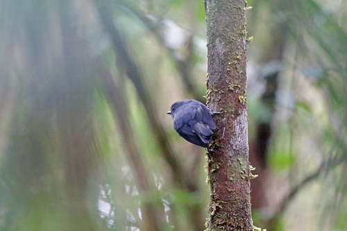 Melanodryas cryptoleuca