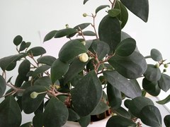 Ficus deltoidea