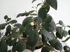 Ficus deltoidea