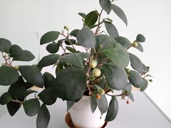 Ficus deltoidea