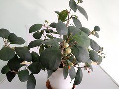 Ficus deltoidea
