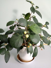 Ficus deltoidea