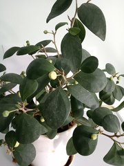 Ficus deltoidea