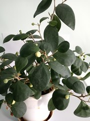 Ficus deltoidea