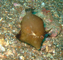 Acreichthys tomentosus