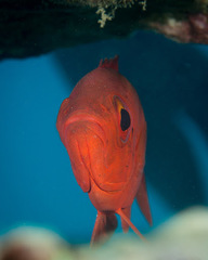 Priacanthus meeki