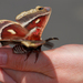 Glover's Silkmoth - Photo (c) Brad Smith, some rights reserved (CC BY-NC)