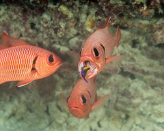 Labroides phthirophagus