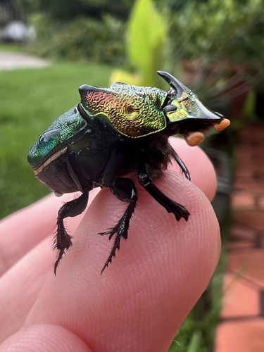 Rainbow scarab