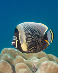 Chaetodon reticulatus