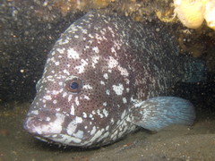Speckled Blue Grouper photo 3