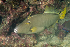 Cantherhines dumerilii