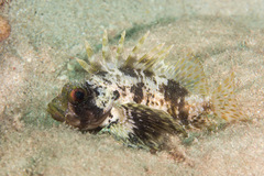 Dendrochirus barberi