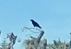 Corvus brachyrhynchos