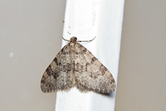 Nebula ibericata