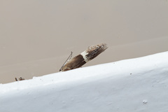 Aproaerema polychromella