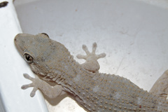 Tarentola delalandii