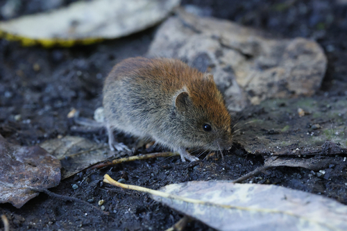 Northern Red-backed Vole, Anchorage, AK, USA, photo 8 of 10