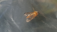 Rhagio albicornis
