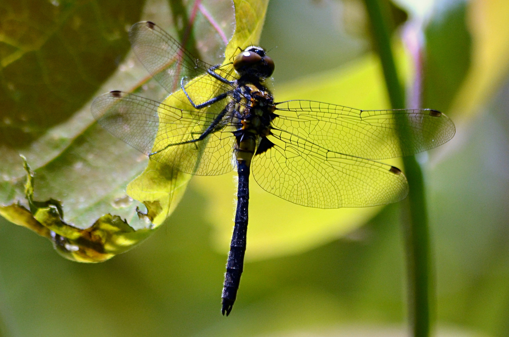 Crimson-ringed Whiteface