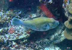 Arothron caeruleopunctatus