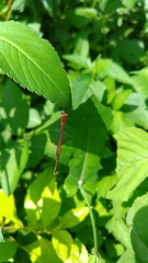 Agriocnemis femina oryzae