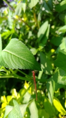 Agriocnemis femina oryzae